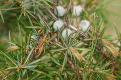 Gonocerus juniperi