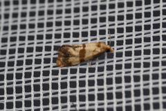 Phalonidia contractana