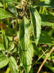 Mentha canadensis