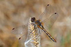 Sympetrum obtrusum