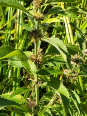 Mentha canadensis