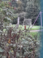 Buteo buteo