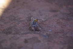 Solpugidae