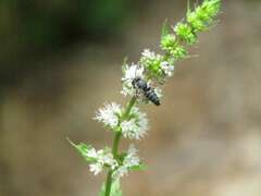 Coelioxys octodentatus