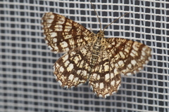 Chiasmia clathrata