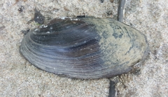 Utterbackiana implicata