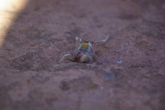 Solpugidae