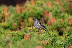 Anthochaera chrysoptera