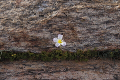Oxalis obtusa