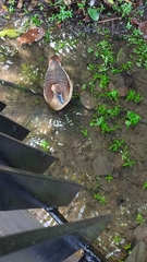 Dendrocygna javanica