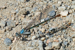 Argia emma