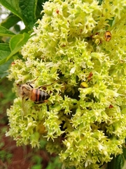Apis mellifera scutellata