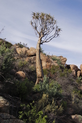 Aloidendron dichotomum