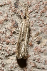 Catoptria verellus