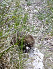 Tachyglossus aculeatus setosus
