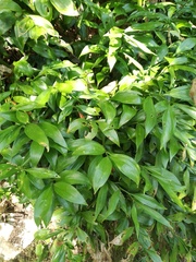 Ruscus colchicus
