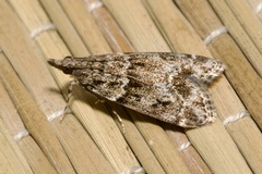 Eudonia mercurella
