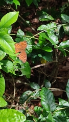 Junonia hedonia ida
