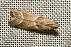Nyctegretis lineana