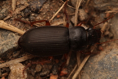 Harpalus rufipes