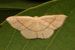 Cyclophora