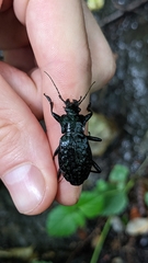 Carabus nodulosus