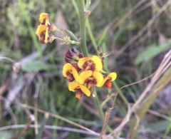 Daviesia leptophylla