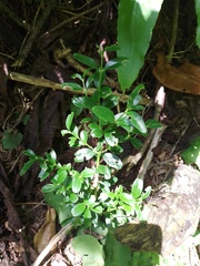 Buxus colchica