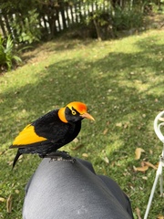 Sericulus chrysocephalus