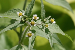 Galinsoga quadriradiata