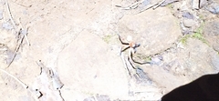 Olios
