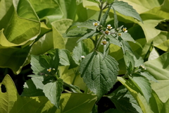 Galinsoga quadriradiata