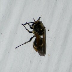 Brachygastra mellifica