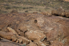 Procavia capensis capensis