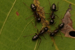 Camponotus fallax