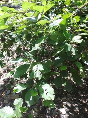 Alnus glutinosa barbata