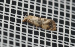 Phalonidia contractana