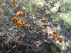 Daviesia leptophylla