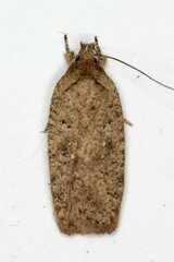 Agonopterix scopariella