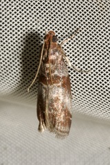 Acrobasis advenella