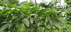 Coffea arabica