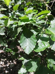 Alnus glutinosa barbata