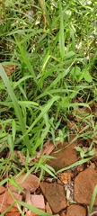 Poaceae