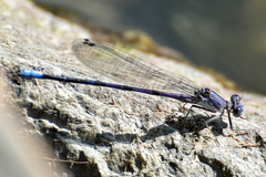 Argia emma