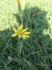 Tragopogon pratensis
