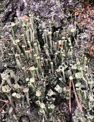 Cladonia cenotea
