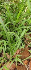 Poaceae