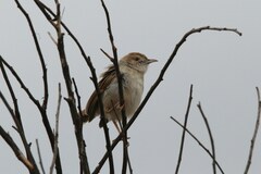 Cisticola chiniana