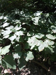 Ficus carica