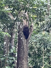 Nasutitermes corniger